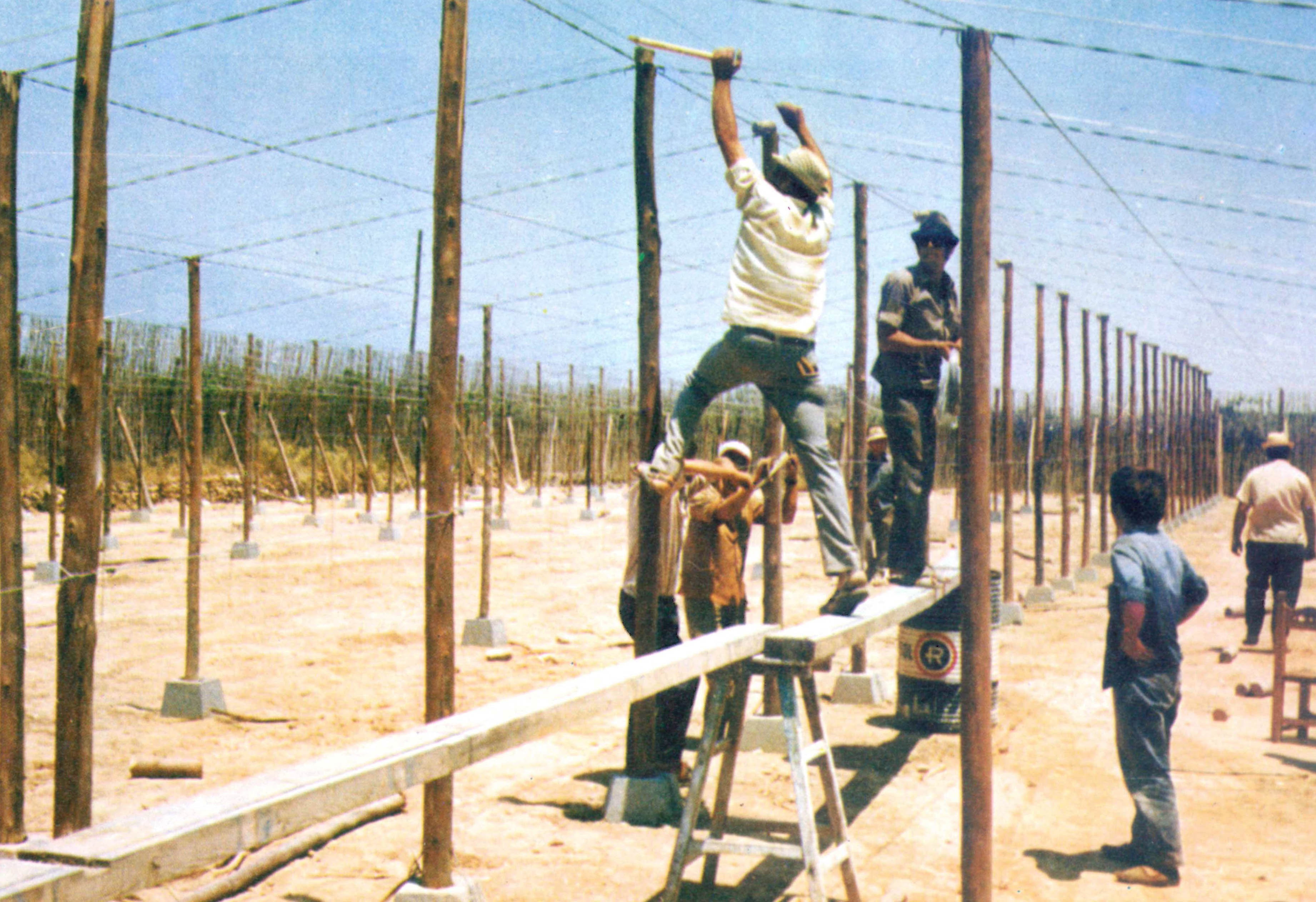 Construcción de uno de los primeros invernaderos en los años sesenta del siglo pasado